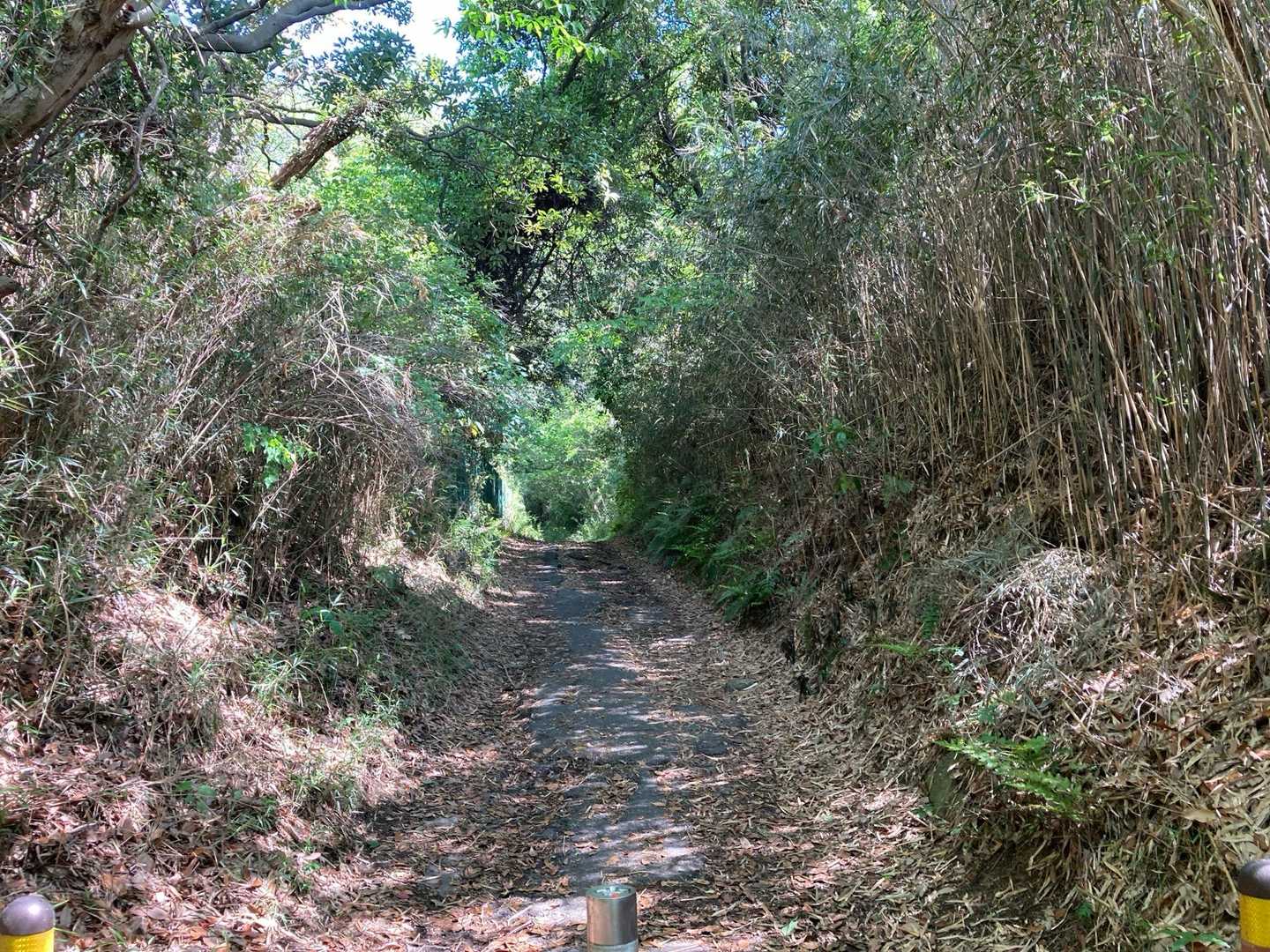 天園まではほぼ木のトンネルになっていて、歩いて心地良かったです