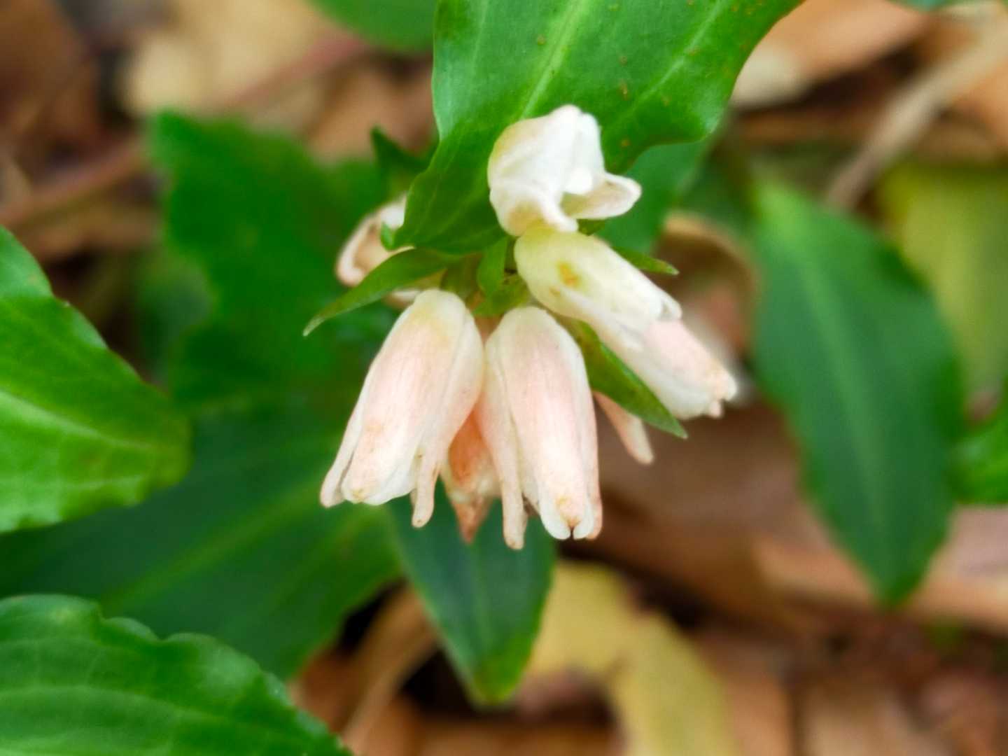 小さなお花でした
そんなに数は無く　4 、5株　