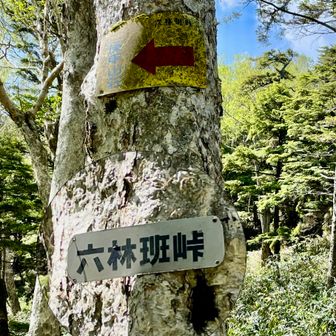 六林班峠へ着く

ヒメハルゼミが盛んに鳴いて風が爽やか
いくつもの沢を渡って来た

深薮がないのに驚いた
道筋はキッチリ踏まれてある