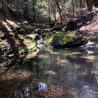 もうここは記録より記憶でしょうと思い
沢におりたちました
癒しです･.｡*･.｡*
