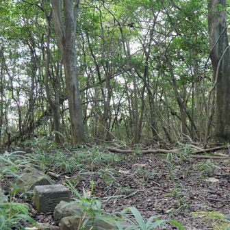 道ははっきりくっきりだが、蜘蛛の巣地獄でミヤマウズラに癒された回復したMP（Mental Point）はすっかり消費してしまった・・・
山頂は想像通り何も無し
二等三角点
基準点名：黒田（くろた）