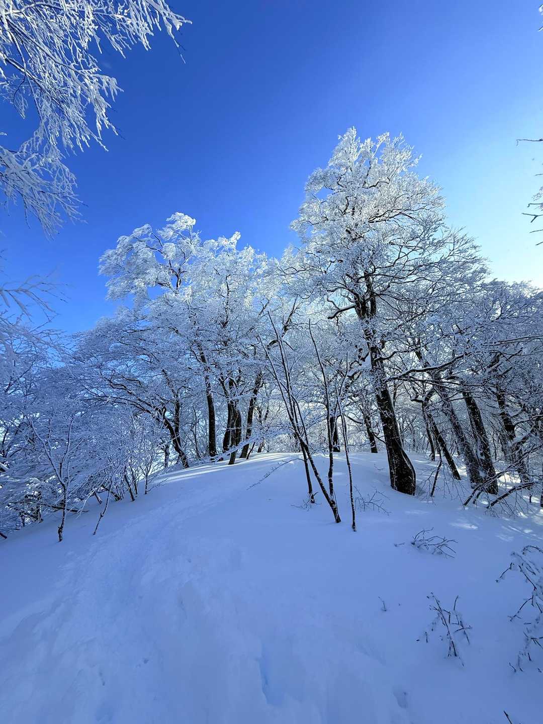 大蔵山 往復コースの写真