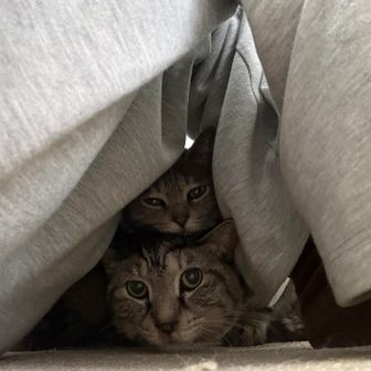 さのは