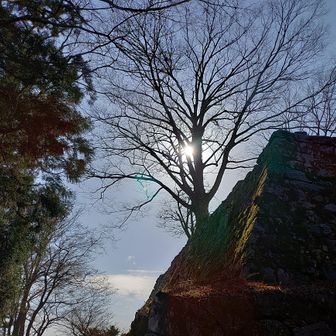 葉っぱが散ると
寂しく映るけど

なんでか好き