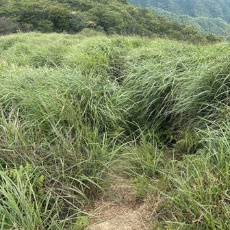 背よりも高いススキを通るのか…
行くのやめようか思ったけどやっぱり行ってみた