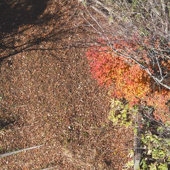 紅葉を見下ろす