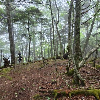 気はあるが全体なだらか。砦跡なのか？