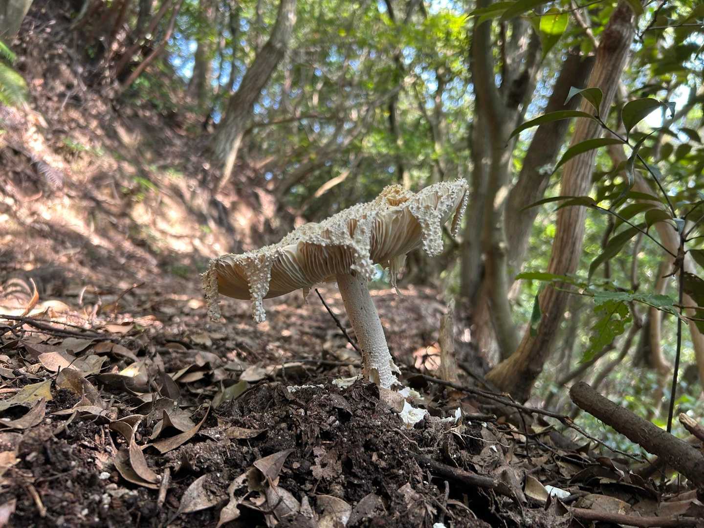 飯盛山登山道入口-飯盛山 周回コースの写真