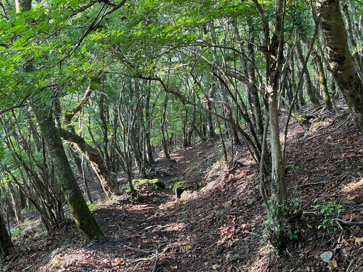 朝一の自然林歩きは心地良い✨