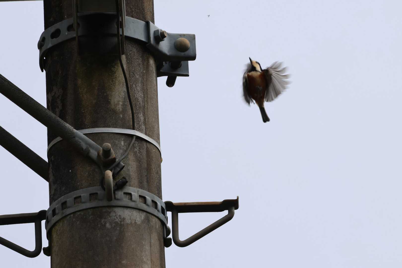 電柱にとまっていたヤマガラ
飛び立ちました。