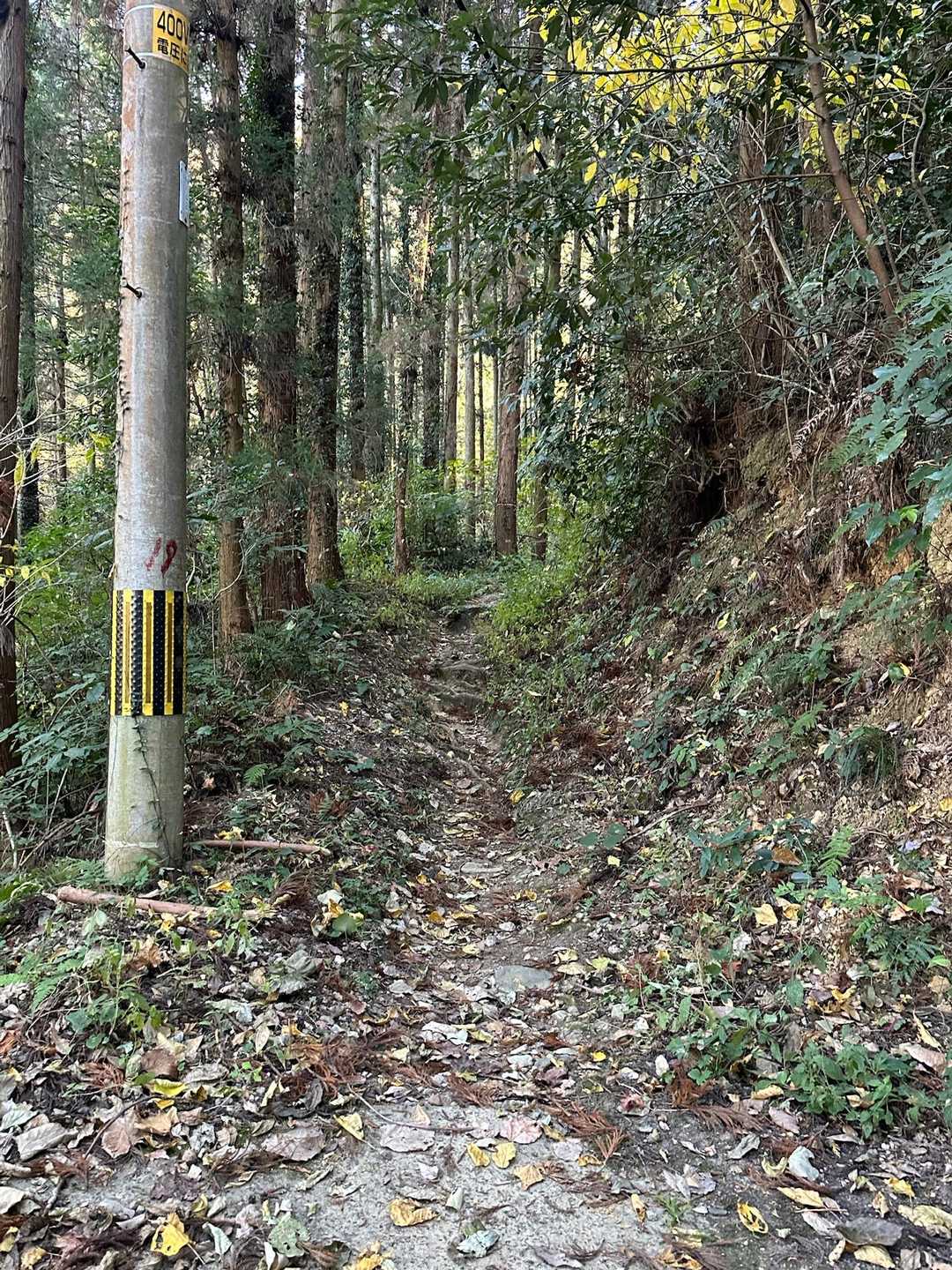 登りは直進し、グルリと回って下山することにしました😊これが正解でした