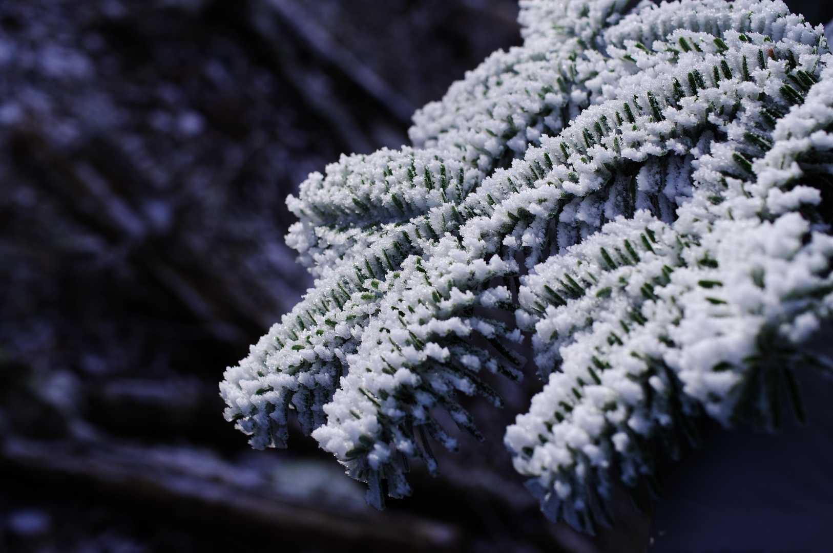 モミの木の霧氷で前編はfin.
後編に続く👉️