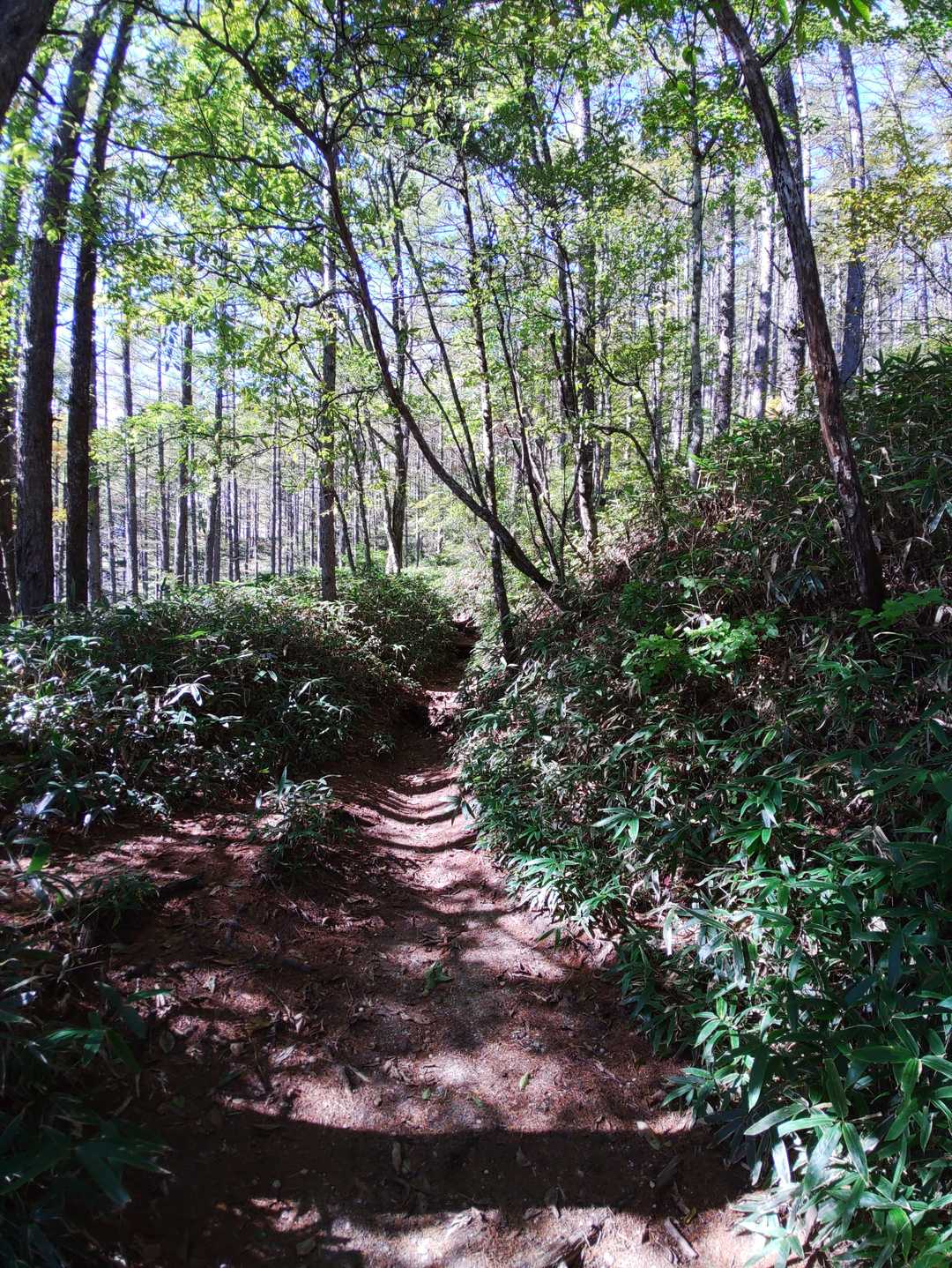 矢立石登山口-日向山 往復コースの写真