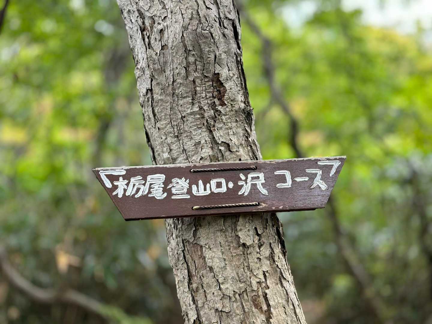 栃尾登山口-イワウチワの丘-奥医王山 往復コースの写真