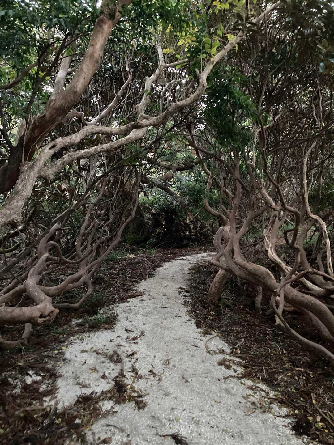 淀川入口-宮之浦岳 縦走コースの写真
