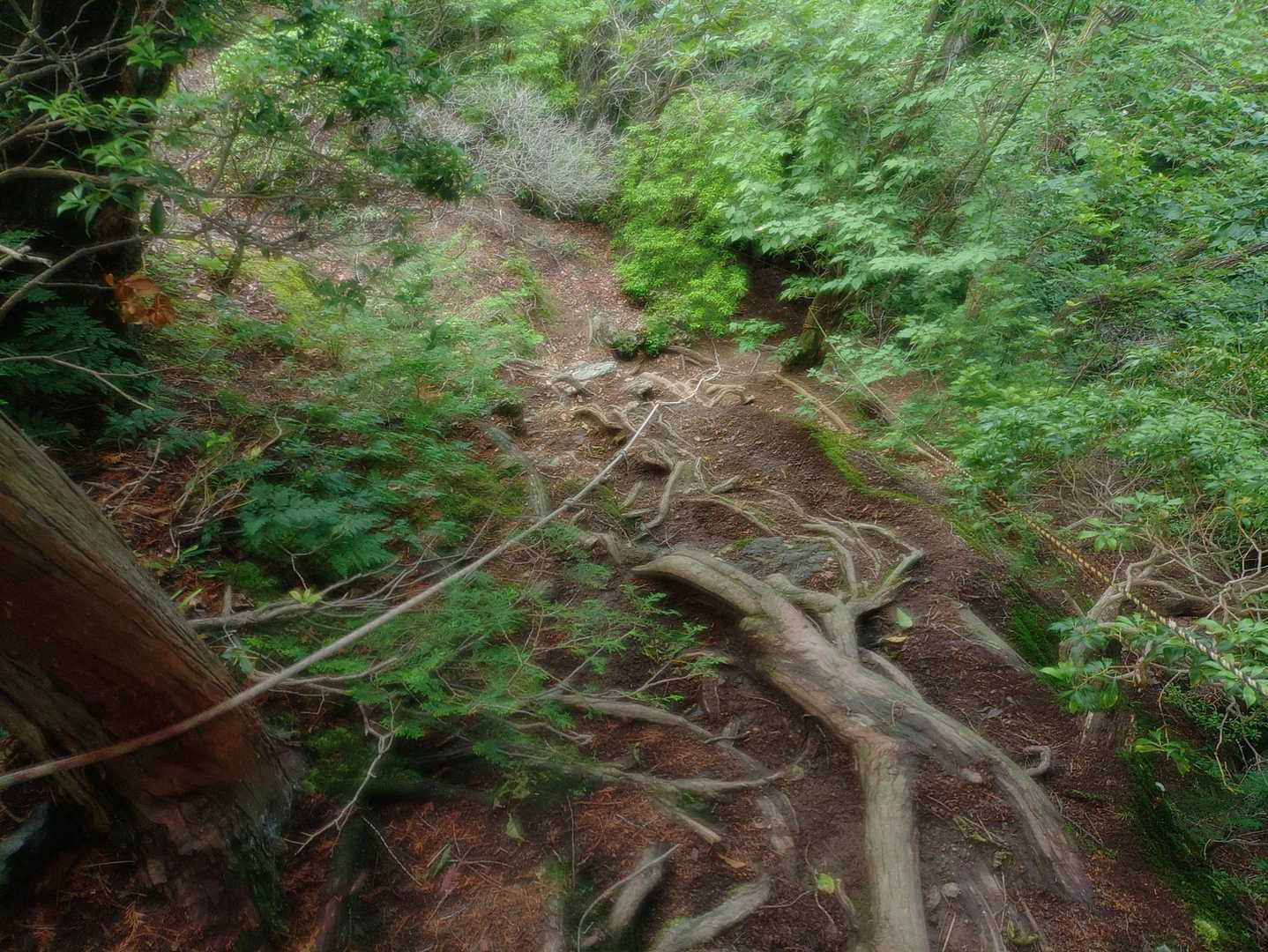 写真下手すぎ(*ﾟｰﾟ)
帰りはこんな崖みたいな箇所が多数(*ﾟｰﾟ)