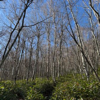 いい感じの樹林帯登り😀