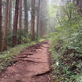 3本の分岐の真ん中木道から降ってきたので、登りは左側をチョイス。ぬかるんでいるかと思ったが、全然問題なかった✌️