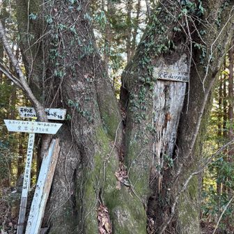 時間があったので
赤ぼっこ周辺の山も
ピークハントすることに！
最初の愛宕山！
トトロが住んでいそうな木が山頂だなんてすてきでした(^▽^)/