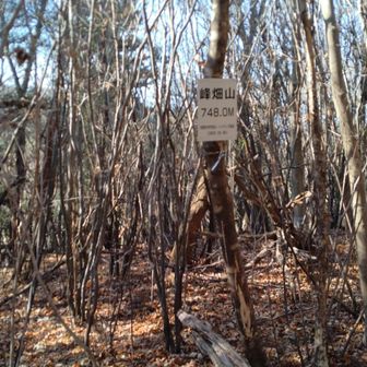 鉄塔から１０分ほど歩くと、峰畑山。
木々に覆われ、見晴らしが悪い。