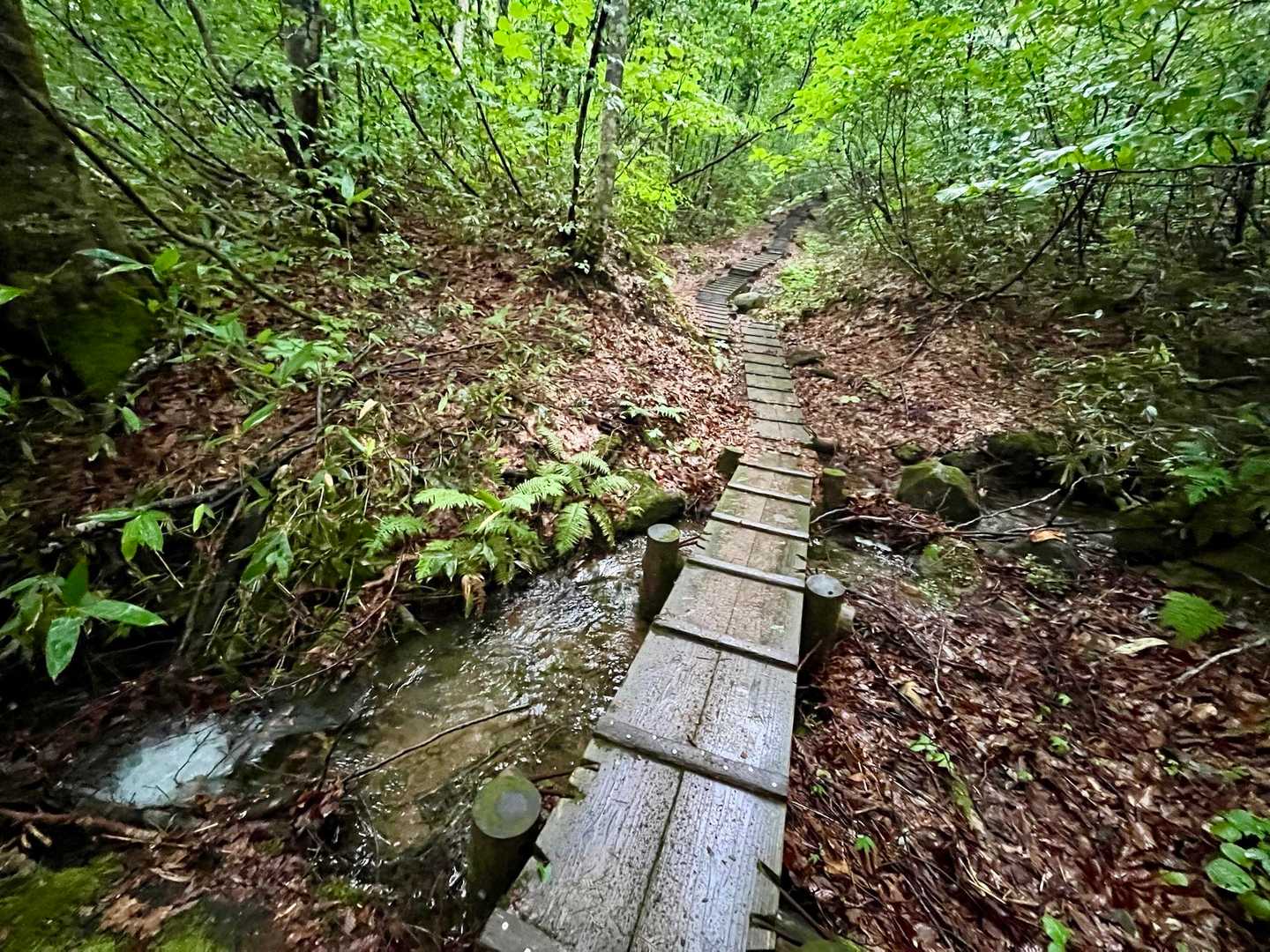 昨日までずっと雨

濡れた木道は滑りやすい
慎重に踏み入れる