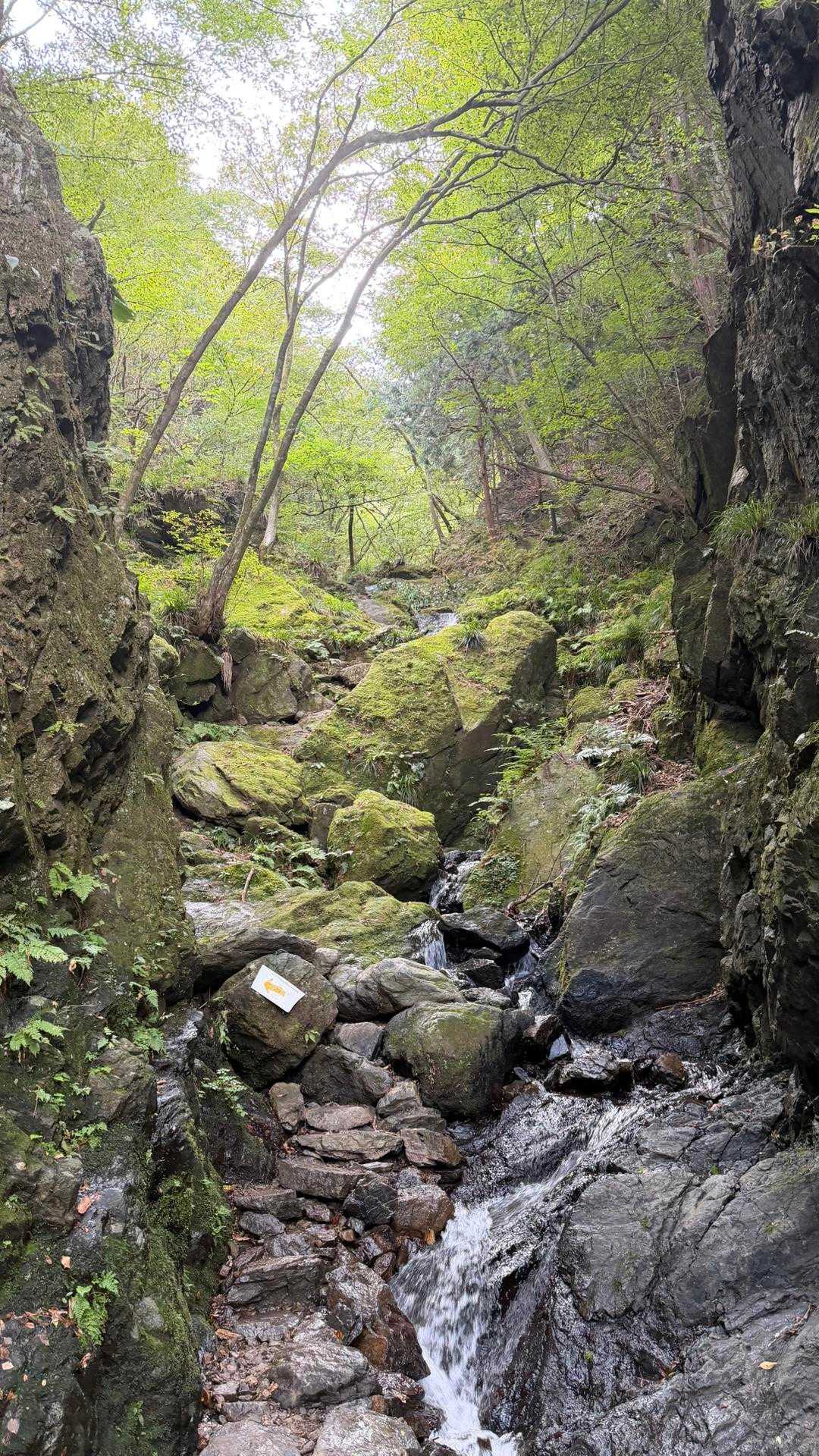 龍泉寺登山口-白谷沢登山口-権次入峠-棒ノ嶺-槇ノ尾山-長 周回コースの写真