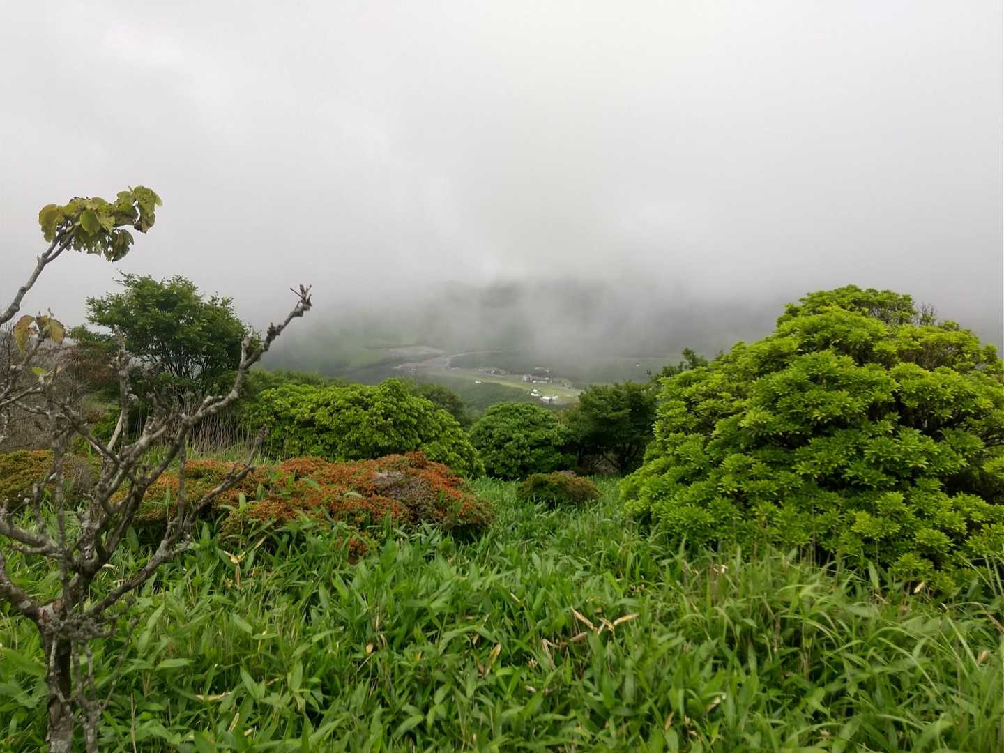 雨上がりの葉っぱ🌱イキイキしてて大好き🍀😌🍀