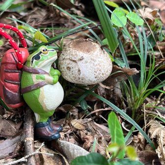 🐸キヌガサタケ見なかった？