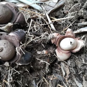 エリマキツチグリ　　　　　　
茶色　　　　　　　白

