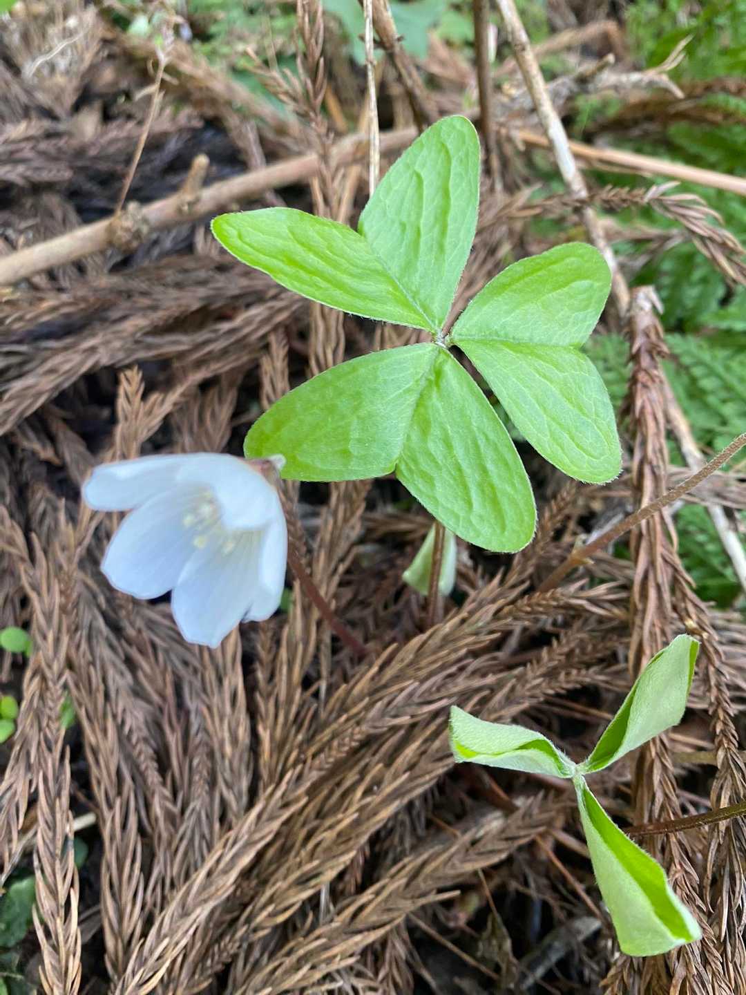 やっと開花しているのが見つかりました