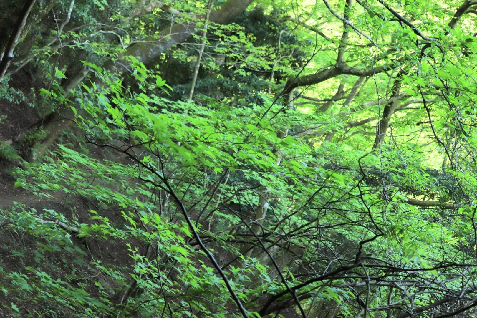 鮮やか🌿