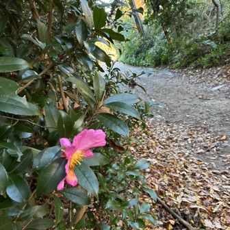 余力残して帰ることにしました
最後の地獄谷が人生で一番滑ったから
早めに引き上げて正解だった
トラロープあるけど全然滑ります