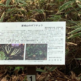 絶滅危惧種のギフチョウも生息するらしい