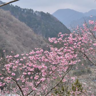 お伊勢山の桜