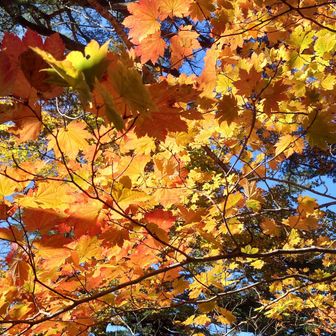 輝く紅葉…