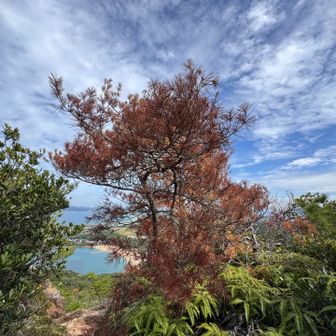 どこの山もそうですが、今年の夏あまり雨が降らなかったせいで、あちこち松が枯れてます
紅葉？と思って山々を見ていたら、こんなことになってましたが、大丈夫なのか？復活するのかな？心配です