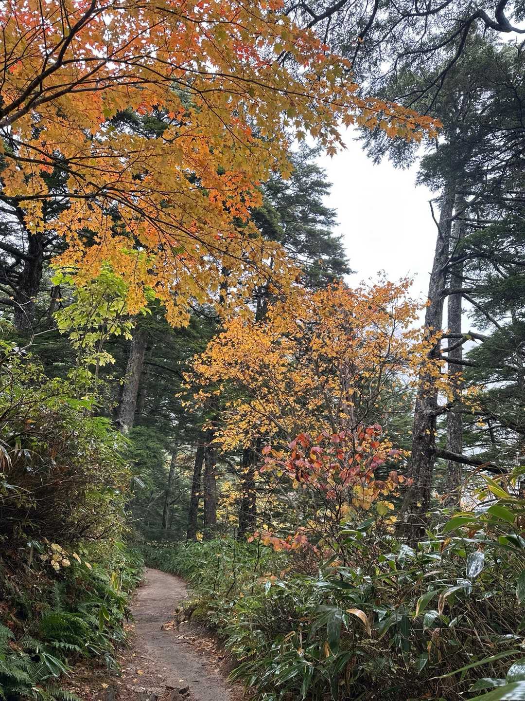 ちょい紅葉🍁