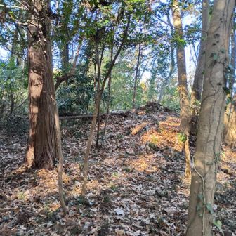 でも右にも同じくらいのこんもりしたところがあります。
これもちょっとした古墳にものろし台にも見えます。
ここの方が下の林道や古道が良く見えますし、見張台、のろし台かもしれません。