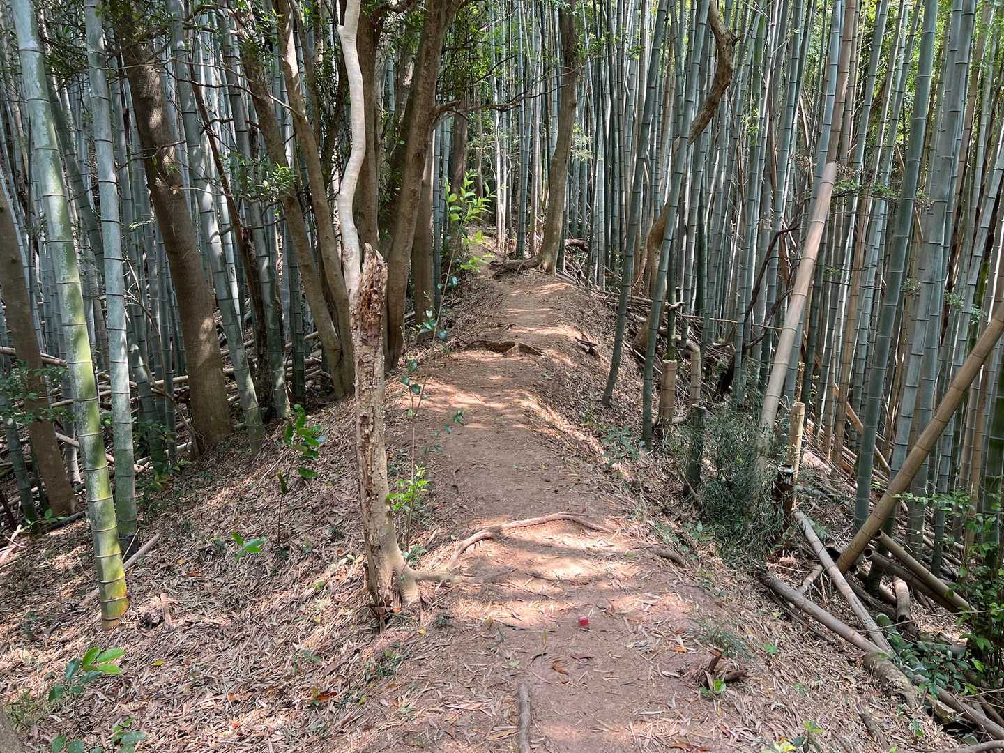 好きな道