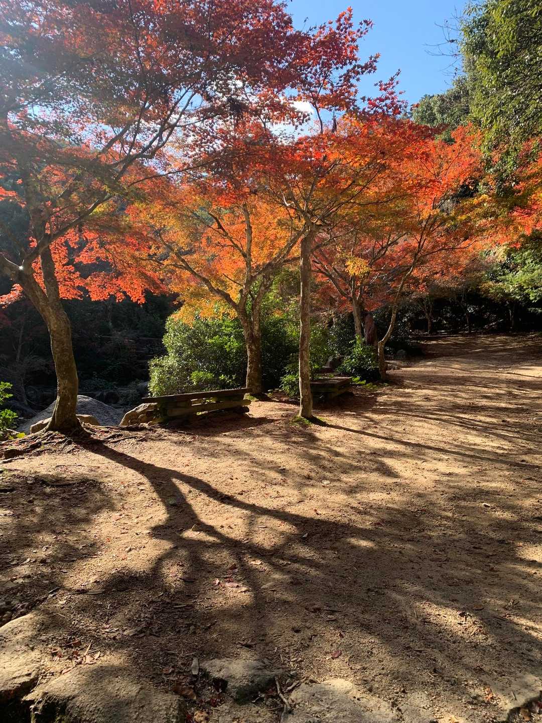 紅葉谷-弥山-大聖院 周回コースの写真