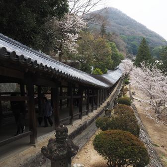 見事な廻廊😮
横には満開の桜、薄曇りの空が恨めしい😔