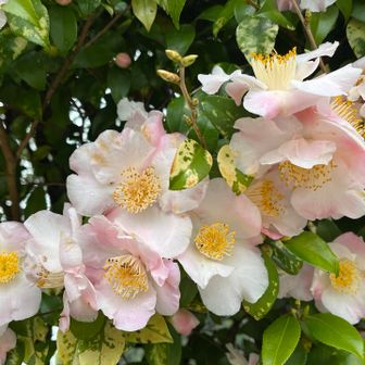 写真は撮りきれないほど多種🌸