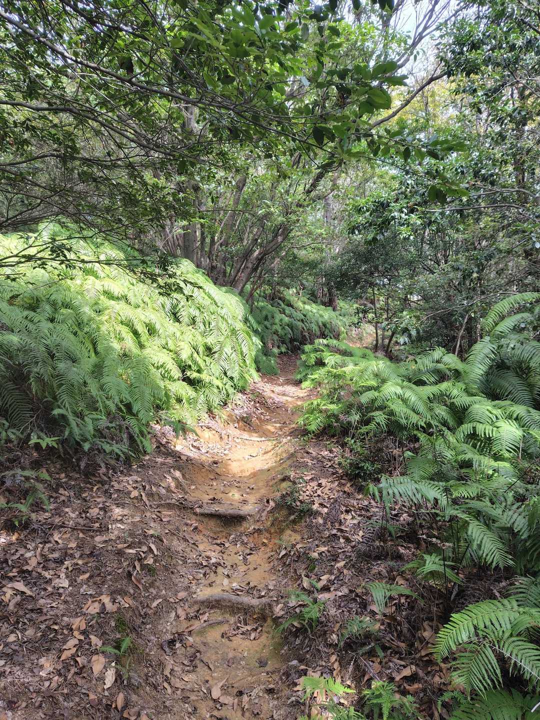 綺麗な登山道だよー✨有りがたい😌✨