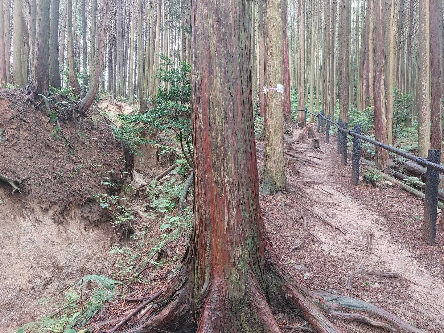 左側の危険箇所はずっとえぐれています😲