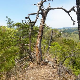 枯れ木が荒廃した風景を写し出している