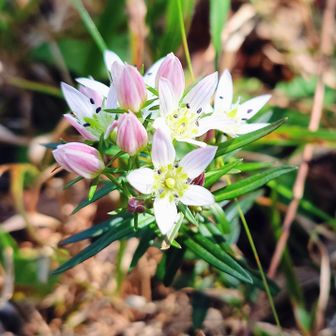 石尾根にもいくつかピークがあり踏破する計画だったが、水根山をウッカリ通り過ぎ(泣)
尾根沿いピークは要注意だったのを､見事に忘れてたよ(^_^;)
そのうち踏めるチャンスある位置なんで戻らずスルー。途中センブリ(写真)発見♪
石尾根を下りながら、残りのピークを全て踏んでおく♪♪