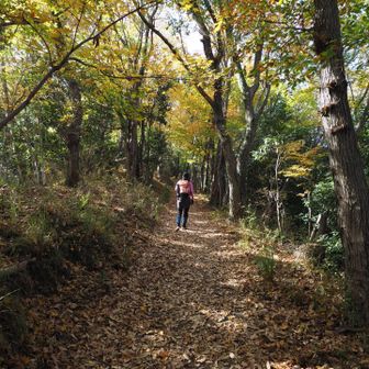落ち葉の絨毯を