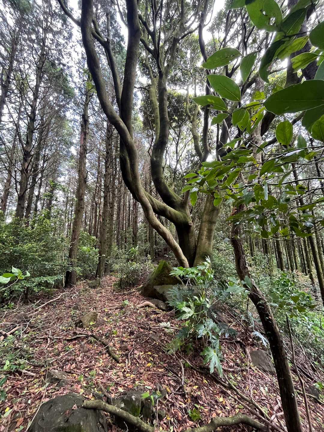 竈岳-猿葉山 往復コースの写真