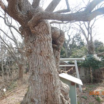 御神木はもみの木かな(・・?。