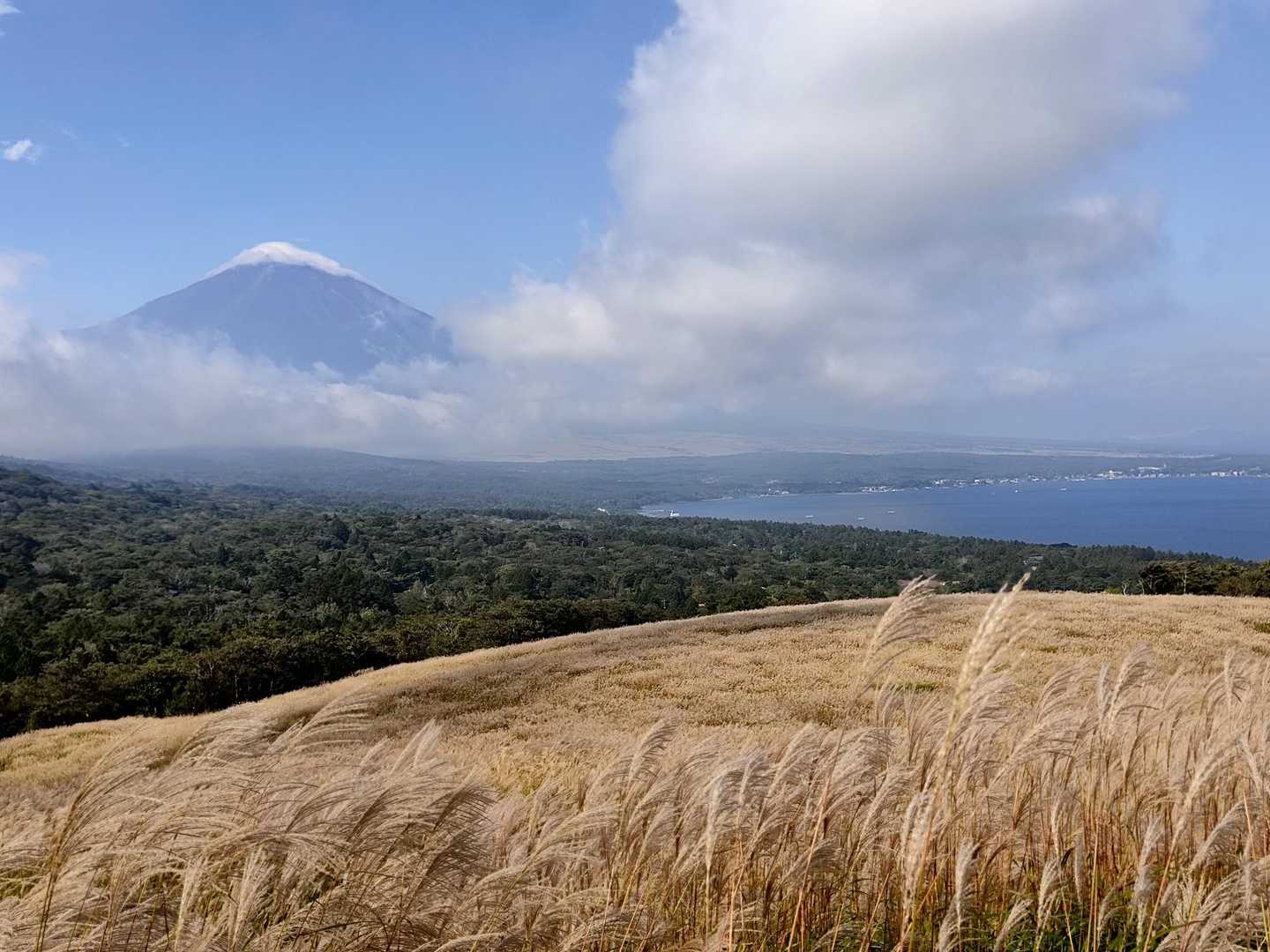 ススキと富士山